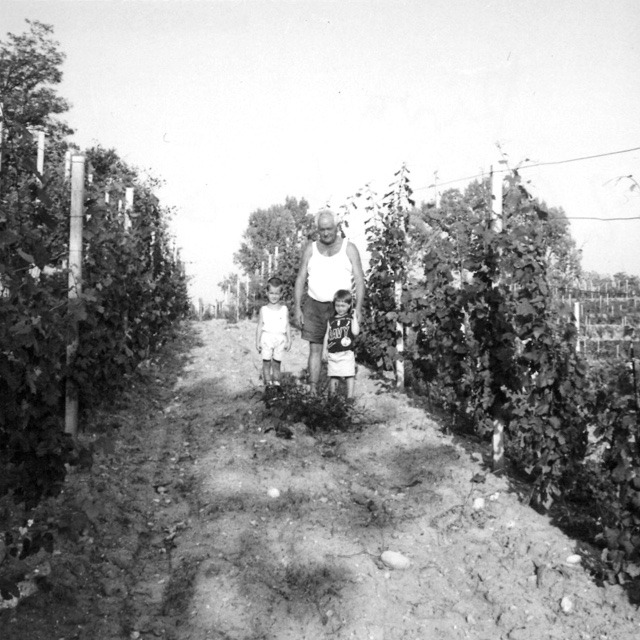 Giovanni Bedin with his children among the vines